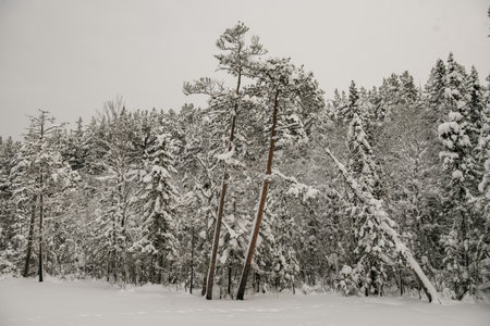 Snow-covered forest covered with a thick layer of snow.の写真素材