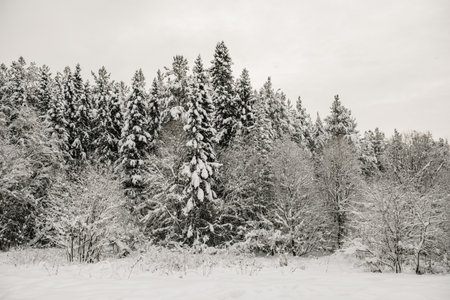 Snow-covered forest covered with a thick layer of snow.の写真素材