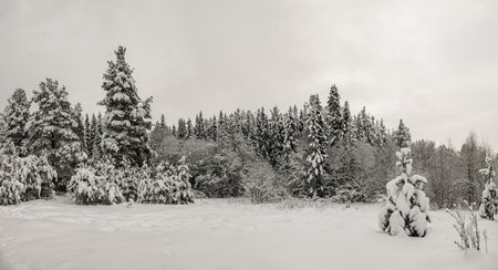 Snow-covered forest covered with a thick layer of snow.の写真素材