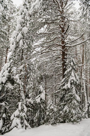 Snow-covered forest covered with a thick layer of snow.の写真素材