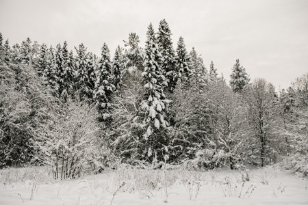 Snow-covered forest covered with a thick layer of snow.の写真素材