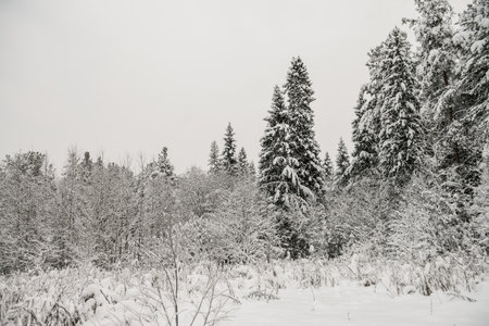 Snow-covered forest covered with a thick layer of snow.の写真素材