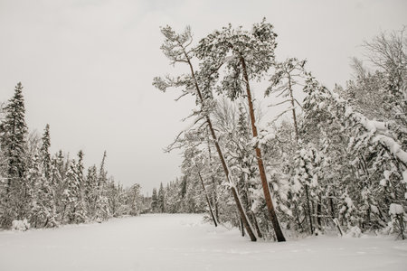 Snow-covered forest covered with a thick layer of snow.の写真素材