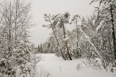 Snow-covered forest covered with a thick layer of snow.の写真素材