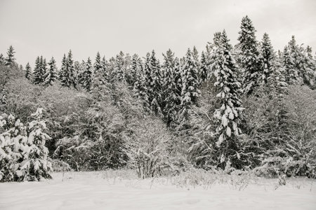 Snow-covered forest covered with a thick layer of snow.