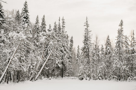 Snow-covered forest covered with a thick layer of snow.の写真素材