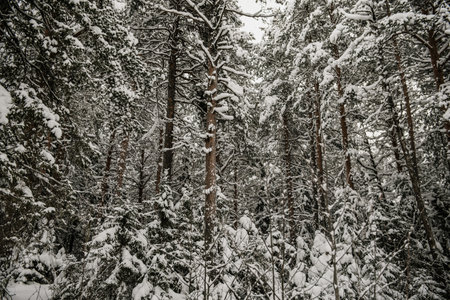 Snow-covered forest covered with a thick layer of snow.の写真素材
