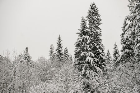 Snow-covered forest covered with a thick layer of snow.の写真素材