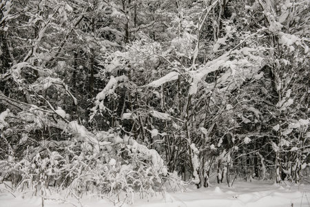 Snow-covered forest covered with a thick layer of snow.の写真素材