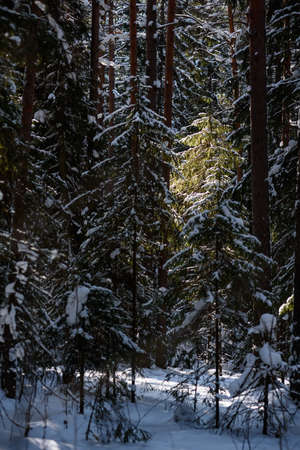 The arrival of spring in the forest. Surreal bright warm sunlight, deep shadows on trees.の写真素材