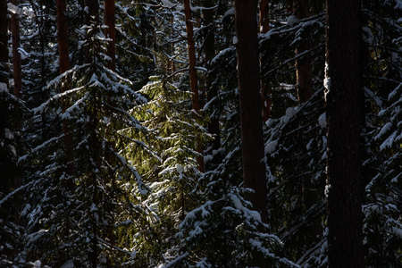 The arrival of spring in the forest. Surreal bright warm sunlight, deep shadows on trees.の写真素材