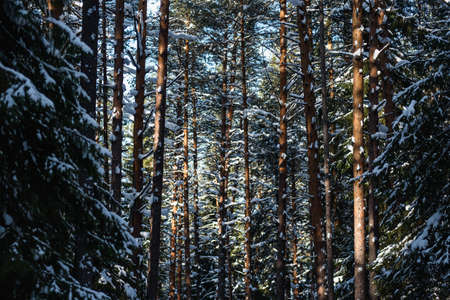 The arrival of spring in the forest. Surreal bright warm sunlight, deep shadows on trees.