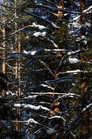 The arrival of spring in the forest. Surreal bright warm sunlight, deep shadows on trees.の写真素材