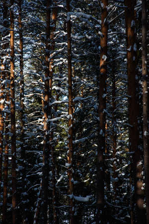 The arrival of spring in the forest. Surreal bright warm sunlight, deep shadows on trees.の写真素材