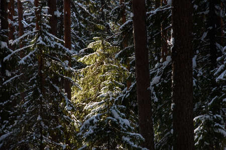 The arrival of spring in the forest. Surreal bright warm sunlight, deep shadows on trees.の写真素材