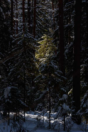 The arrival of spring in the forest. Surreal bright warm sunlight, deep shadows on trees.の写真素材