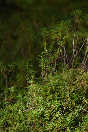 Forest swampy area. Ledum plant close-up.の写真素材
