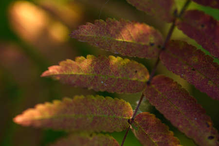 The breath of autumn. Red leaves of mountain ash close-up on the background of still green leaves.の写真素材