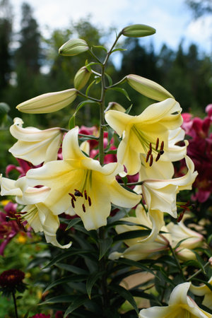 Yellow lilies close-up on a flower bed on a summer evening.の写真素材