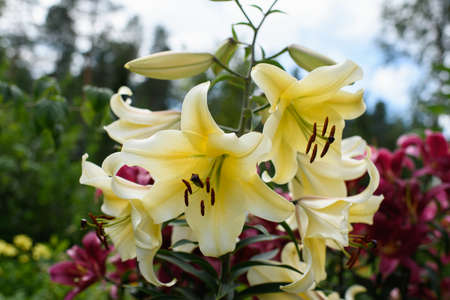 Yellow lilies close-up on a flower bed on a summer evening.の写真素材