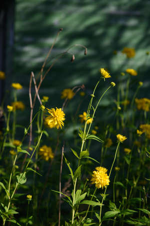 The plant of a golden ball on the background of a wooden wall.の写真素材
