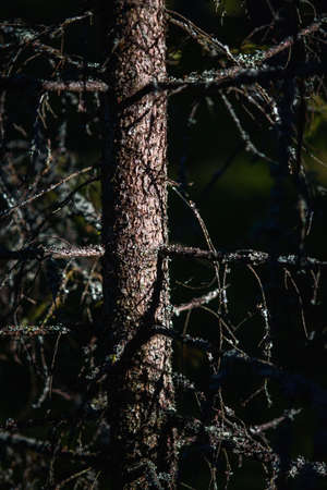 The trunk and branches of an old spruce with crumbled needles in the contrasting light of the sunset.の写真素材
