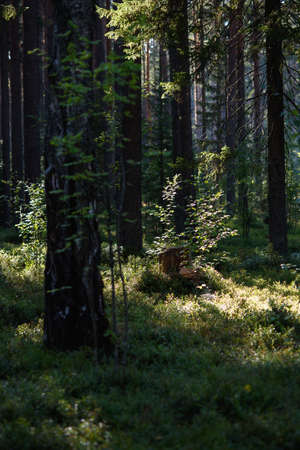 An old stump on a swampy area in the forest.の写真素材
