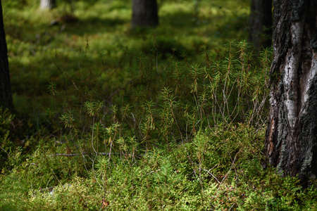 Forest swampy area. Ledum plant close-up.の写真素材