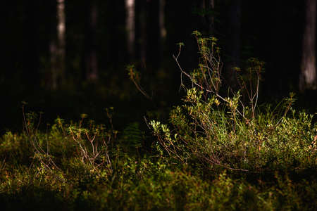 Forest swampy area. Ledum plant close-up.の写真素材