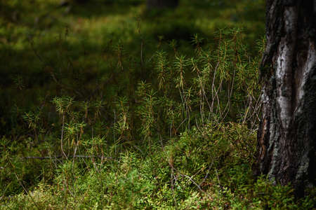 Forest swampy area. Ledum plant close-up.の写真素材