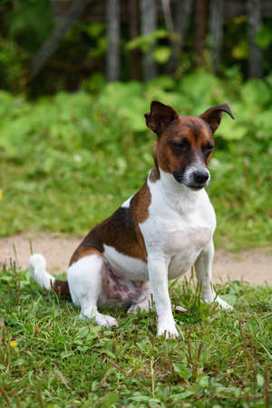Portrait of a Jack Russell terrier on a walk on the grass.の写真素材