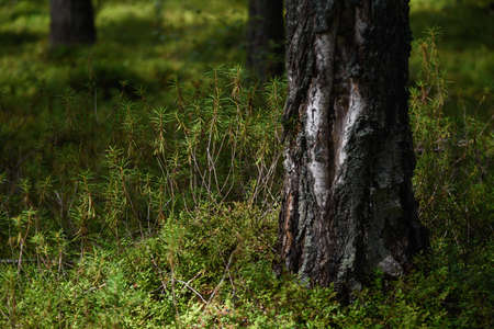 Forest swampy area. Ledum plant close-up.の写真素材