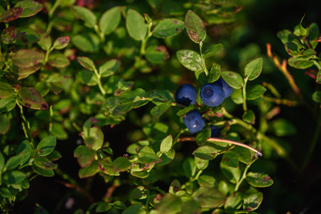 Blueberry fruits, northern berries close-up on a bush in the forest.の写真素材