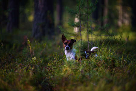 Portrait of a Jack Russell terrier on a walk in the forest.の写真素材