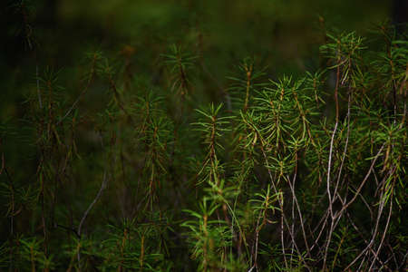Forest swampy area. Ledum plant close-up.の写真素材