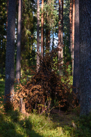 A hut built of deciduous branches in the forest among tall trees.の写真素材