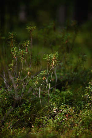 Forest swampy area. Ledum plant close-up.の写真素材