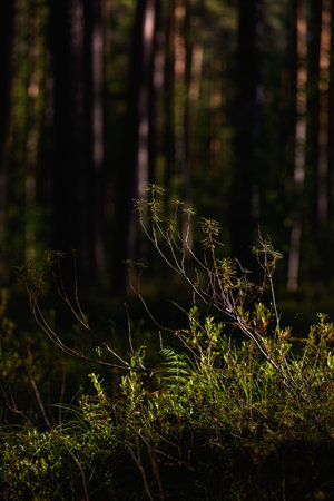 Forest swampy area. Ledum plant close-up.の写真素材