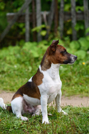 Portrait of a Jack Russell terrier on a walk on the grass.の写真素材