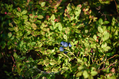 Blueberry fruits, northern berries close-up on a bush in the forest.の写真素材
