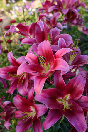 Pink lilies close-up on a flower bed on a summer evening.の写真素材
