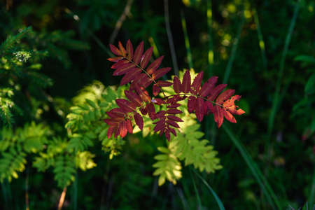 The breath of autumn. Red leaves of mountain ash close-up on the background of still green leaves.の写真素材
