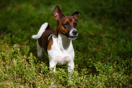 Portrait of a Jack Russell terrier on a walk in the forest.の写真素材