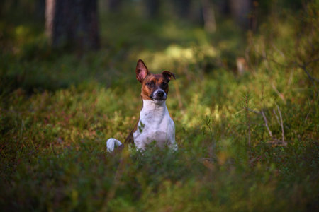 Portrait of a Jack Russell terrier on a walk in the forest.の写真素材