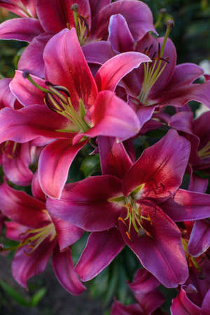 Pink lilies close-up on a flower bed on a summer evening.の写真素材