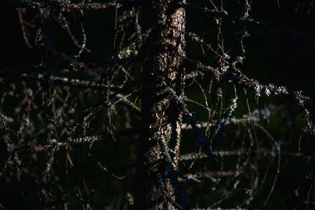 The trunk and branches of an old spruce with crumbled needles in the contrasting light of the sunset.の写真素材