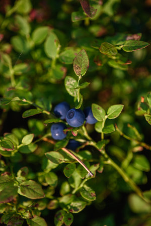 Blueberry fruits, northern berries close-up on a bush in the forest.の写真素材