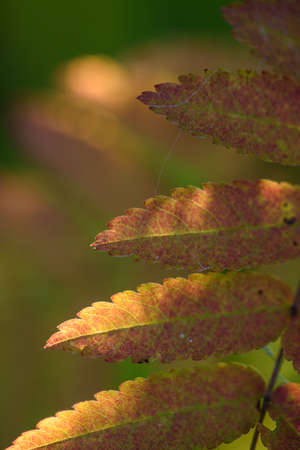 The breath of autumn. Red leaves of mountain ash close-up on the background of still green leaves.の写真素材