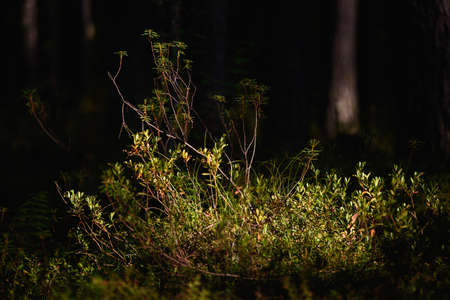 Forest swampy area. Ledum plant close-up.の写真素材