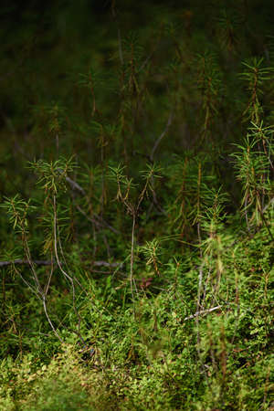 Forest swampy area. Ledum plant close-up.の写真素材